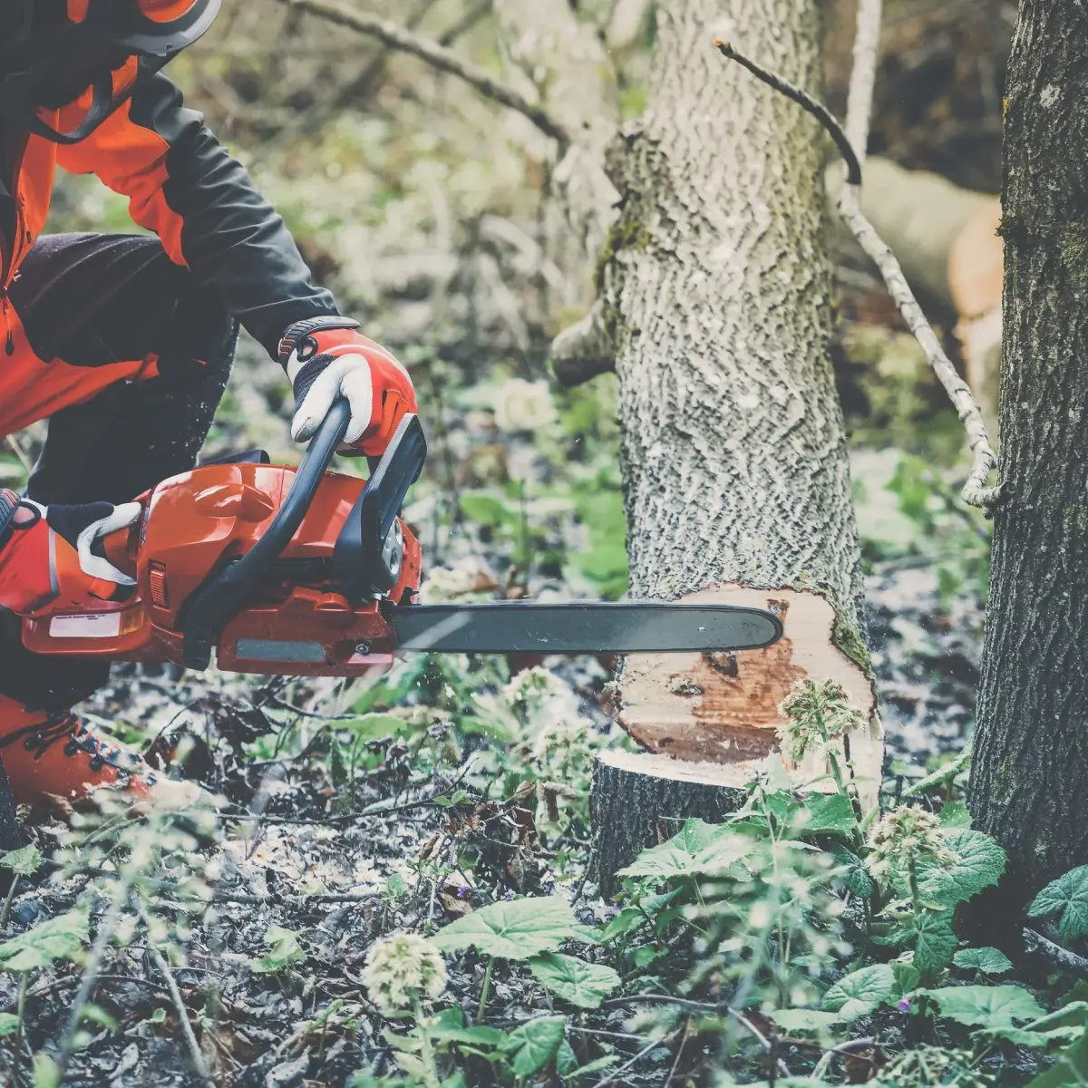 Martinez Tree Services experienced crew at work