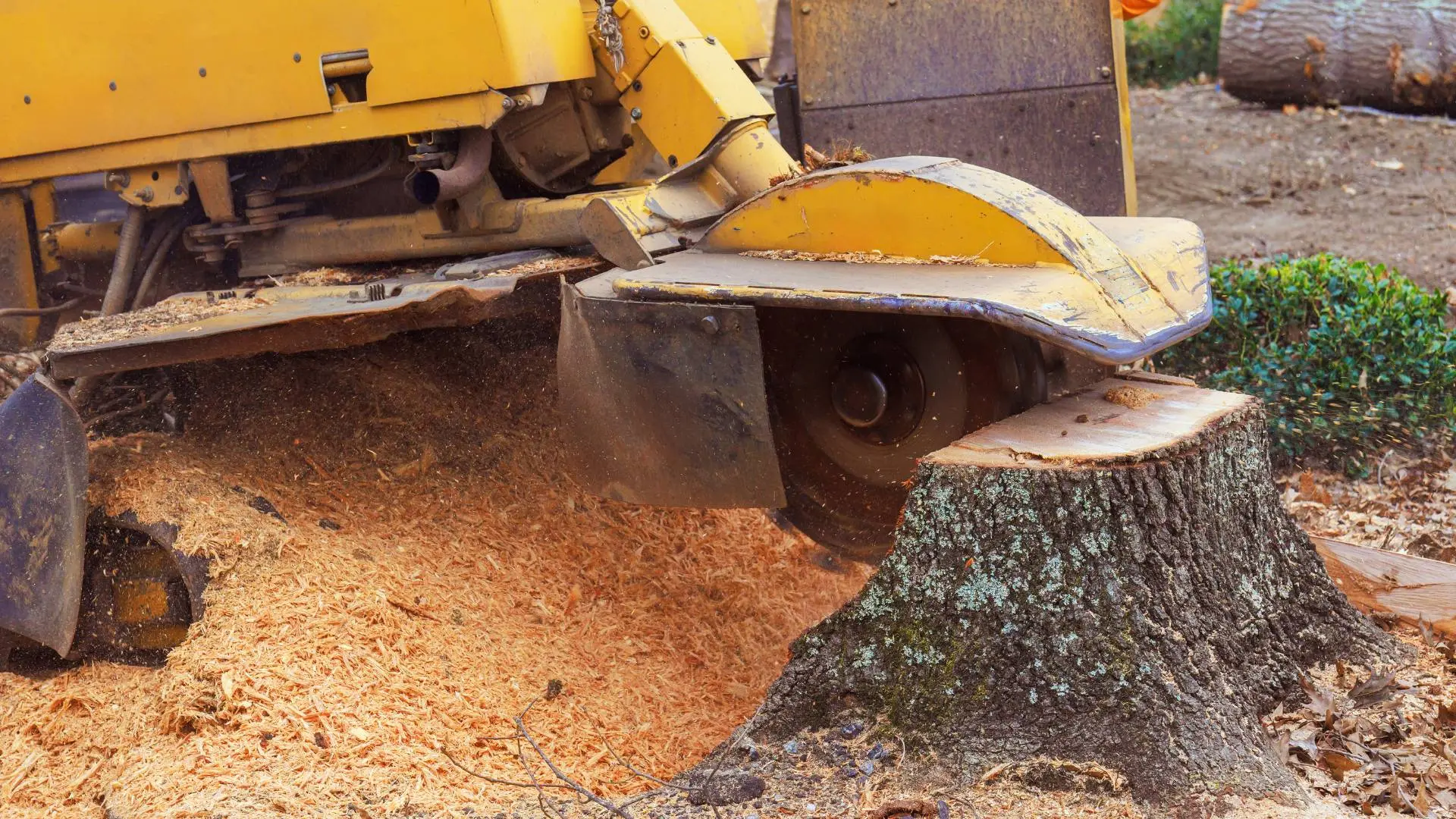 Stump grinding and removal service in Aurora, IL
