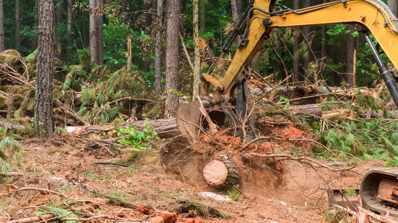 Excavator removing tree from wooded lot in Aurora area