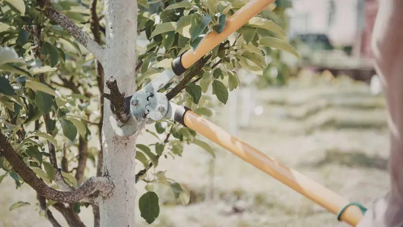 Loppers pruning tree branch for proper growth and health